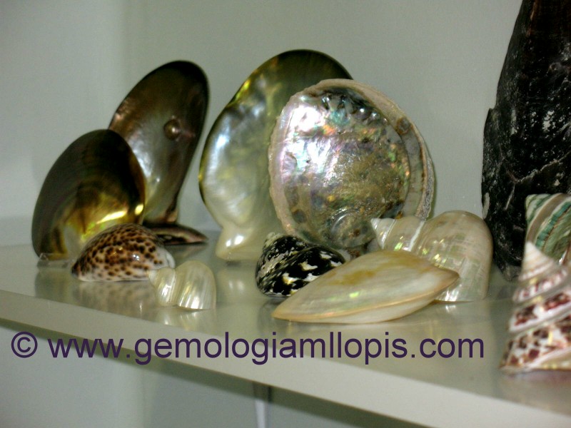 Moluscos perlíferos