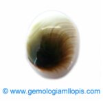 Caracol ojo de Shiva
