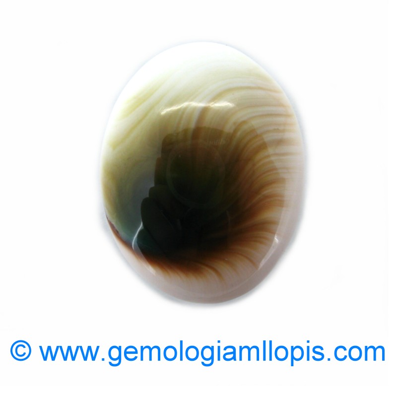 wp-image-featured-image-1385.jpg Caracol ojo de Shiva - Imagen 1