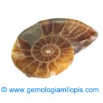 Nautilus fosilizado