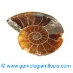 Nautilus fosilizado