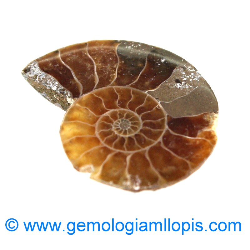 wp-image-featured-image-1506.jpg Nautilus fosilizado - Imagen 1