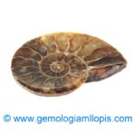 Nautilus fosilizado