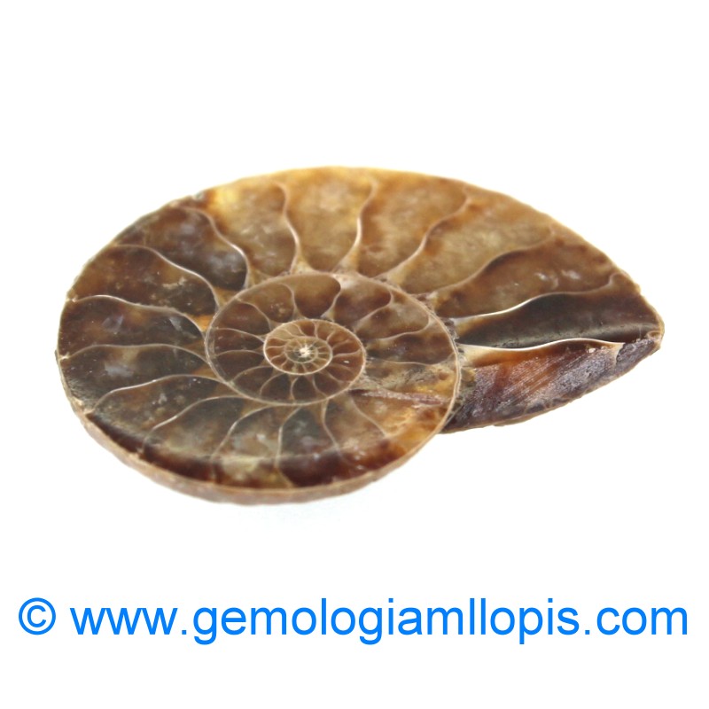 wp-image-featured-image-1509.jpg Nautilus fosilizado - Imagen 1