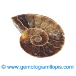 Nautilus fosilizado