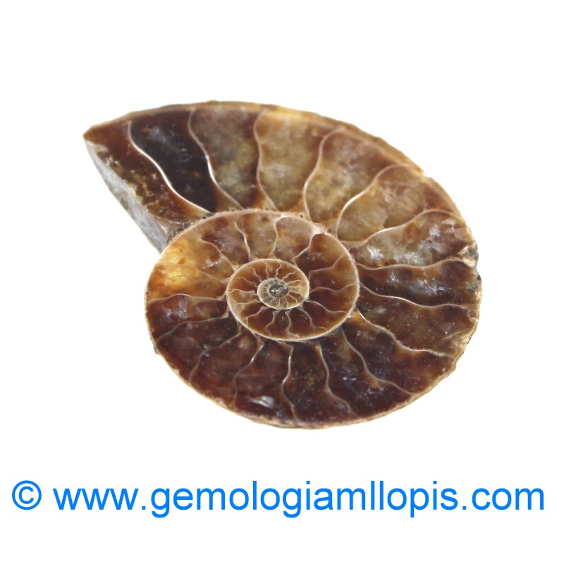 wp-image-featured-image-1510.jpg Nautilus fosilizado - Imagen 1