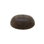 Coral fósil