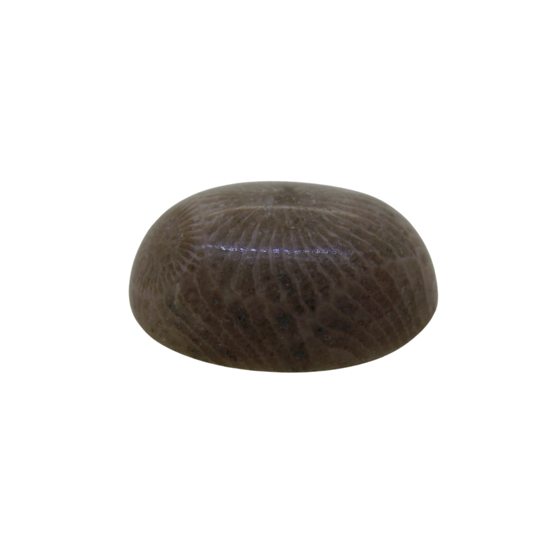 wp-image-featured-image-3426.jpg Coral fósil - Imagen 1