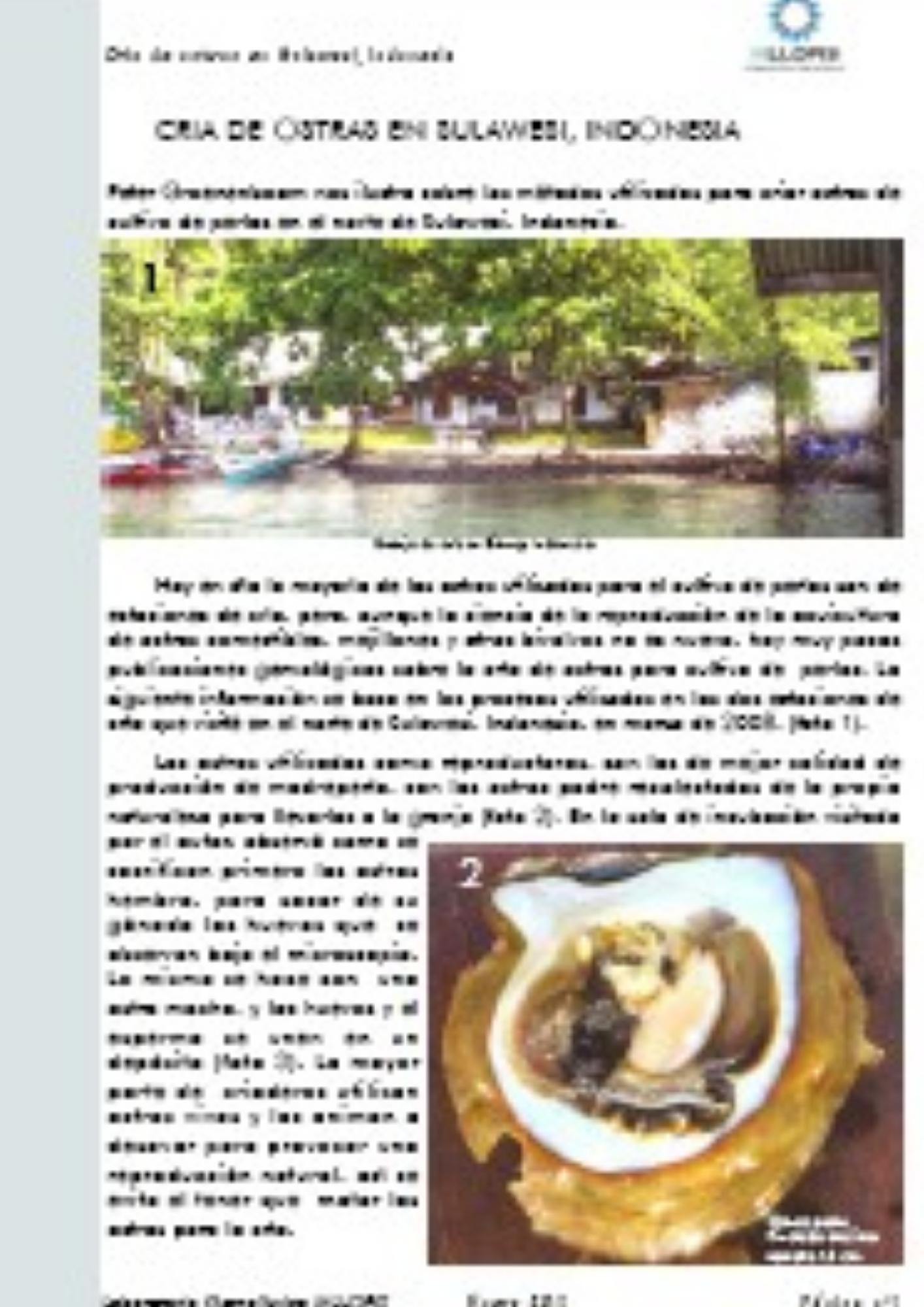 wp-image-featured-image-3850.jpg Cría de ostras en Sulawesi - Imagen 1
