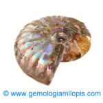 Nautilus fosilizado - Imagen 2