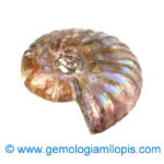 Nautilus fosilizado - Imagen 2