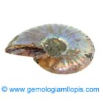 Nautilus fosilizado - Imagen 2