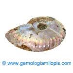 Nautilus fosilizado - Imagen 2