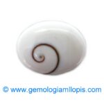 Caracol ojo de Shiva - Imagen 2