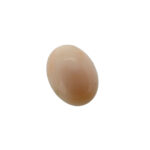 Coral - Imagen 4