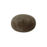 Coral fósil - Imagen 3